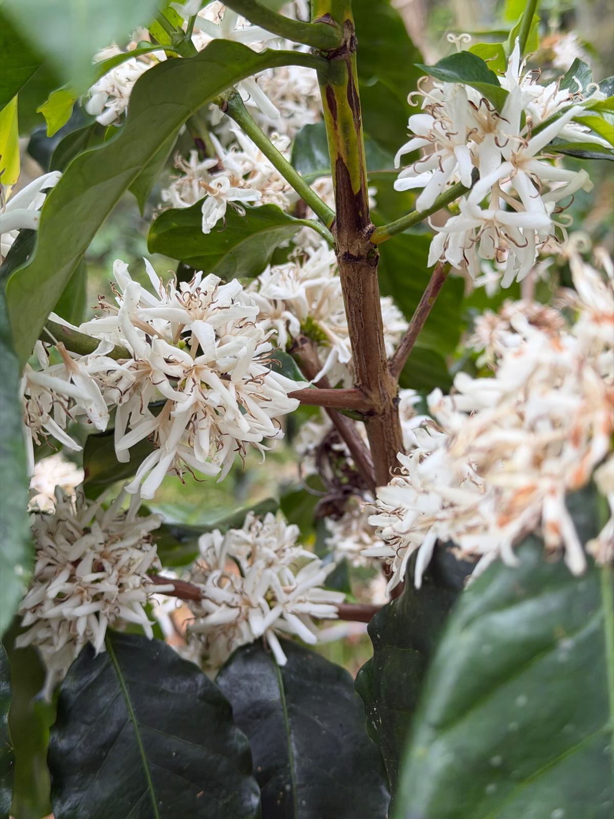 Coffee blossoms at Hacienda La Cascada